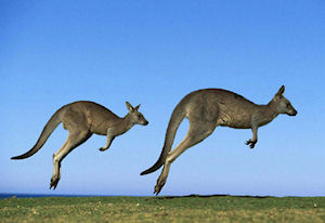 The kangaroo is an Australian cultural icon